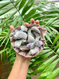 Amethyst & Lion Paw Shell