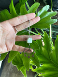 Blue Aragonite necklace