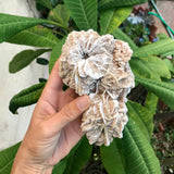 Desert Rose