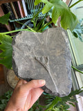 Orthoceras Fossil