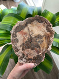 Petrified Wood