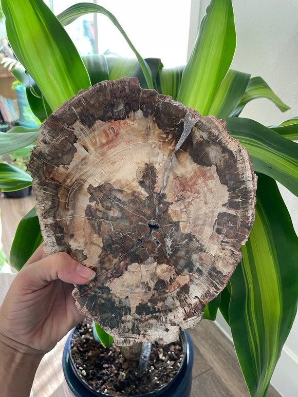 Petrified Wood