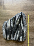 Orthoceras Fossil