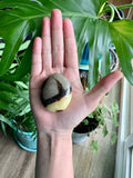 Septarian Palmstone