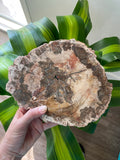 Petrified Wood