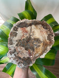 Petrified Wood