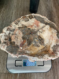 Petrified Wood